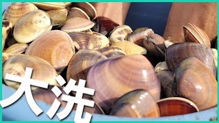 【ハマグリ】大洗で天然はまぐり大量発生【サバイバル】