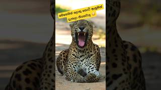 කොහොමද කටේ සයිස් එක ලංකාවේ කොටියෙක්ගේ 🐆😳#shortvideo #shorts #leopard #tiger #viral #asmr #srilanka