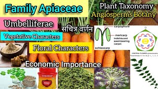 Family Apiaceae: (Umbelliferae) Carrot family | Plant Families | Plant Taxonomy