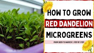 How to Grow Red Dandelion Microgreens - Full Walkthrough with Tips and Tricks!