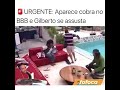 🚨urgente aparece cobra no bbb e gil se assusta