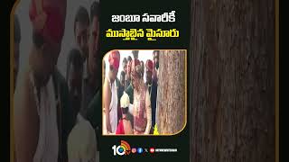 జంబూ సవారీకీ ముస్తాబైన మైసూరు | #shorts | #jambusavari | #karnataka | 10TV