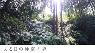 ある日の仲南の森　～香川県仲多度郡まんのう町～