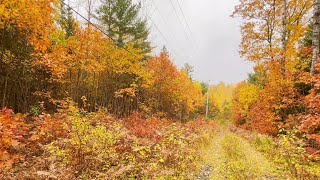 加拿大景点介绍之阿冈昆省立公园 Algonquin Provincial Park