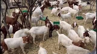 P329 Commercial goats mixed with Boer and...