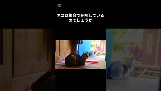 【推理】ネコが集会でしていることベスト４　#rannkinng　#cat #shorts