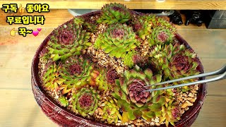 다육이 바위솔 키우기?장미피핀 바위솔 분갈이?多肉植物 succulent plant 다육식물