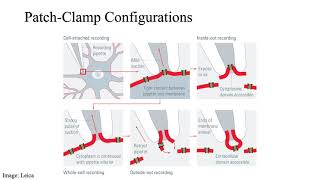 The Patch Clamp