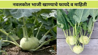 नवलकोल खाण्याचे फायदे व माहिती/अलकुल भाजी/Navalkol Bhaji/गांठ गोबी/ Kohlrabi Benefits