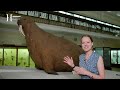 The Mysteries of the Horniman Walrus - Horniman Museum and Gardens