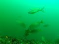 vergés et al. 2016 pnas video s1 siganus fuscescens eating transplanted kelp