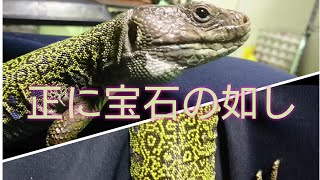 【だらっと爬虫類解説】生ける宝石！ホウセキカナヘビ