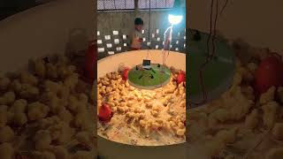 মাশাল্লাহ খুব সুন্দর দৃশ্য #cutebaby #viralvideo #shorts #farming