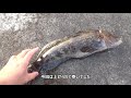 海で暇つぶしにワーム落としたらブリッブリのあの魚が釣れた