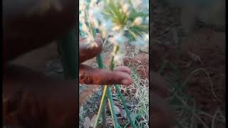 Onion flowers/ఉల్లి పువ్వులు వీటిని ఉల్లిపాయలు విత్తనాలు గా వాడతారు