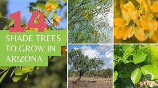 14 Shade Trees to Grow in Arizona