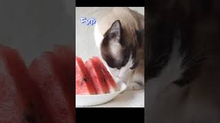 猫はスイカを食べるのか？#shorts  Do cats eat watermelon?