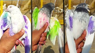 3 Kabootar Pakray || Hashim Mahmood Pigeons