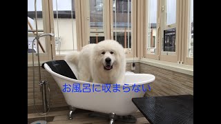 ただシャンプーするだけの動画　アル