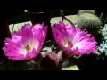 Echinocereus pectinatus var. rubrispinus Cactus in twin bloom