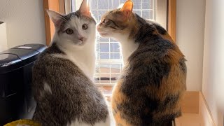 【猫の多頭飼い】ごはん前のルーティンと先住猫と新入り猫のその後