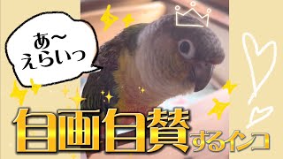 自画自賛するインコ【ウロコインコのぽぽ】