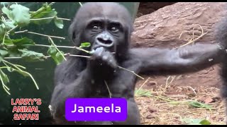 Baby Gorillas - Jameela #21  with Kunda        #gorillas