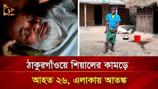 ঠাকুরগাঁওয়ে শিয়ালের কামড়ে আহত ২৬, এলাকায় আতঙ্ক | Nagorik TV