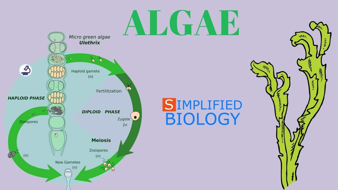 Algae In Plant Kingdom Algae Kingdom Plantae Green Algae - Riset