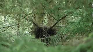 Sparrowhawk nest with young - Savernake Forest