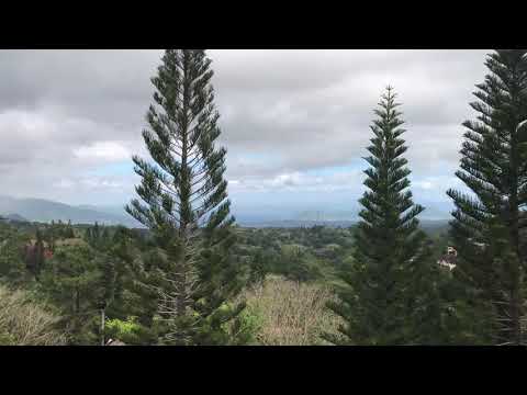 Canyon Woods Pine Trees in 4K Canyon Woods Pine Trees in 4K
