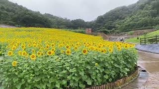 ７／19 志摩市観光農園　ひまわり畑　入り口にて　岩牡蠣　カキ氷等　販売しております。