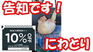 ⏰告知です！にわとり 割引クーポン配布中　Announcement! Chicken discount coupons 【鶏 オムツ 鳥 おむつ ペット ニワトリ】