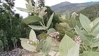 calotropis procera, apple of Sodom,dead sea plant or crown of the king  medicinal plants June 2024