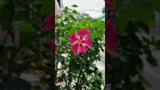 Winter hibiscus in Vietnam #winterhibiscus #hibiscus #vietnamnature  #winterwonderlandvibes #plants