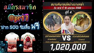 ดุกด้างเพชรพลายสิงห์(อ้ายศรีตรัง) VS ขาวงามอัศวินสิงห์นรเขต(ท่านลาว) #วัวชนคนใต้ #วัวชน #พาขวัญวัวชน