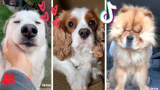 The Funniest Dogs on TikTok to Brighten up your Mood ~ Adorable Puppies 🥰