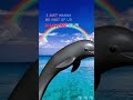 I JUST WANNA BE UR SYMPHONY🐬🐬🎀🌈💧 #dolphin #edit #aftereffects #orca #robloxcover #fypシ゚ #funny 🎀🐬🌈🐬🎀