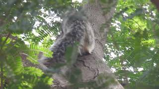 Grizzled Giant Squirrel calling (alarm?)