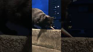 お魚くわえたドラ猫🐟🐈‍⬛