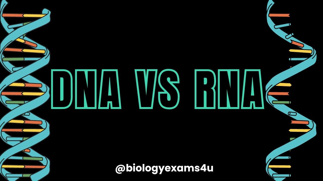 Dna Vs Rna 5 Key Differences You Need To Know Transtutor Blog