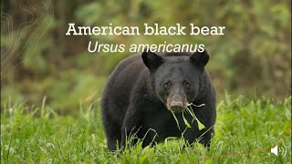 American black bear - Ursus americanus