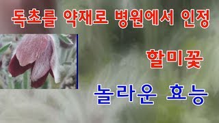 할미꽃 놀라운 효능