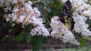 報喜斑粉蝶《花蝴蝶 🦋#Butterfly》🦋 Why are #dying? 🦋 （閑來手機 問蝴蝶🦋白花枝上何處尋？）🦋#死在街上屬自然現象#Annunciation Butterfly