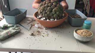 Como transplantar un cactus (Mammillaria beneckeii)