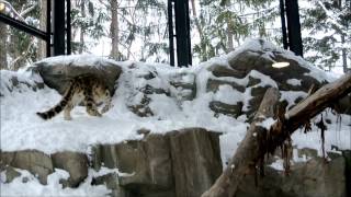 雪上のユキヒョウ　鳴き声◆ 円山動物園　２０１４