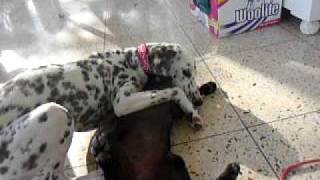 Sesamstraat, samen spelen  (Senna is a Dalmatiër Dalmatian ダルメシアン Dalmatier)