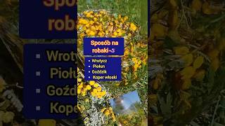 Sposób na robaki🪱Wrotycz Piołun Goździk Koper włoski #zioła #odrobaczanie