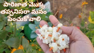 పారిజాత మొక్క పెంచడం ఎలా#How to care and grow Parijat Plant in pot#Medicinal plant