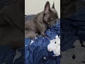 睡覺vs罰站 要哪個？ 法鬥 法鬥犬 frenchie puppy 寵物 灰太狼 法國鬥牛犬